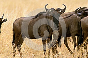 Blue Wildebeest, connochaetes taurinus, Herd during Migration, Masai Mara Park in Kenya