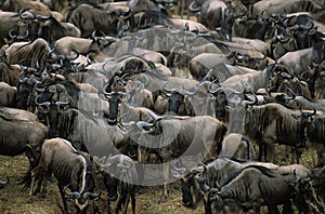 Blue Wildebeest, connochaetes taurinus, Herd during Migration, Masai Mara park in Kenya