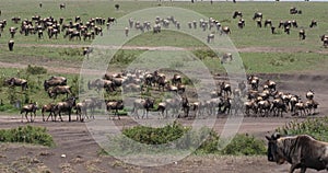 Blue Wildebeest, connochaetes taurinus, Herd during Migration, Masai Mara park in Kenya