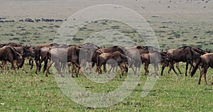 Blue Wildebeest, connochaetes taurinus, Herd during Migration, Masai Mara park in Kenya