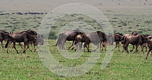 Blue Wildebeest,  connochaetes taurinus, Herd during Migration, Masai Mara park in Kenya, Real Time 4K