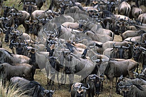 Blue Wildebeest, connochaetes taurinus, Herd ready for crossing Mara River during Migration, Masai Mara Park in Kenya