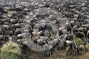 Blue Wildebeest, connochaetes taurinus, Herd ready for crossing Mara River during Migration, Masai Mara Park in Kenya