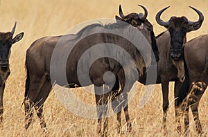 Blue Wildebeest, connochaetes taurinus, Herd standing in Dry Grass, Masai Mara Park in Kenya