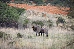 Blue wildebeest, Connochaetes taurinus, in Kalahari desert in Namibia
