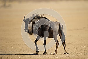 Blue wildebeest ( Connochaetes taurinus ) Kgalagadi Transfrontier Park, South Africa