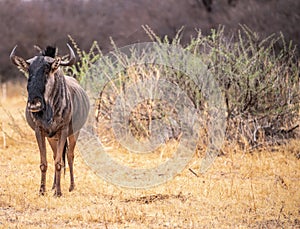 Blue Wildebeest Connochaetes taurinus in the Khama Rhino Sanctuary, Botswana