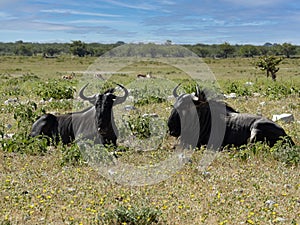 Blue Wildebeest, Connochaetes taurinus, lie in mature grass. Namibia