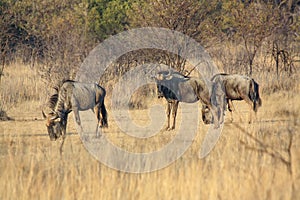Blue Wildebeest Connochaetes taurinus in Limpopo Province