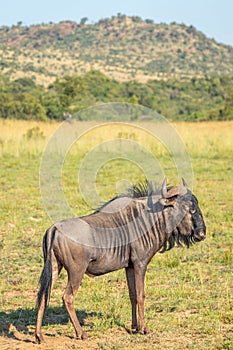 Blue wildebeest Connochaetes taurinus looking for danger in grassland, Pilanesberg National Park, South Africa.