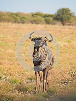 Blue wildebeest, Connochaetes taurinus. Madikwe Game Reserve, South Africa