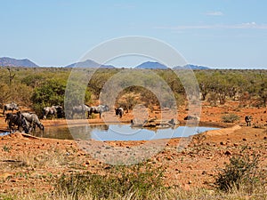 Blue wildebeest, Connochaetes taurinus. Madikwe Game Reserve, South Africa