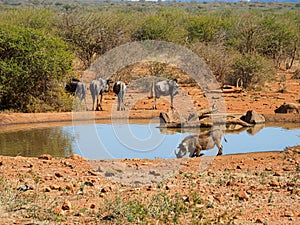 Blue wildebeest, Connochaetes taurinus. Madikwe Game Reserve, South Africa