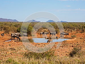 Blue wildebeest, Connochaetes taurinus. Madikwe Game Reserve, South Africa