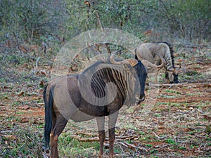 Blue wildebeest, Connochaetes taurinus. Madikwe Game Reserve, South Africa