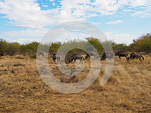 Blue wildebeest, Connochaetes taurinus. Madikwe Game Reserve, South Africa