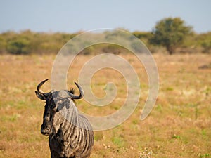 Blue wildebeest, Connochaetes taurinus. Madikwe Game Reserve, South Africa