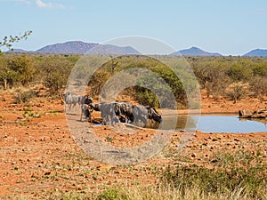 Blue wildebeest, Connochaetes taurinus. Madikwe Game Reserve, South Africa