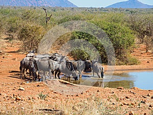 Blue wildebeest, Connochaetes taurinus. Madikwe Game Reserve, South Africa