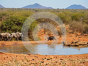 Blue wildebeest, Connochaetes taurinus. Madikwe Game Reserve, South Africa