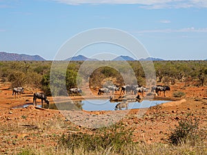 Blue wildebeest, Connochaetes taurinus. Madikwe Game Reserve, South Africa