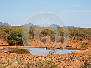 Blue wildebeest, Connochaetes taurinus. Madikwe Game Reserve, South Africa