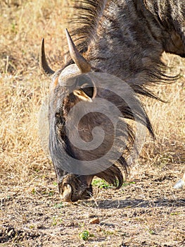 Blue wildebeest, Connochaetes taurinus. Madikwe Game Reserve, South Africa