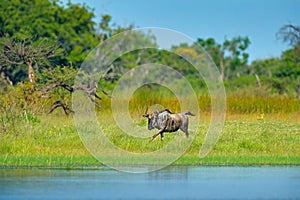 Blue wildebeest, Connochaetes taurinus, on the meadow, big animal in the nature habitat in Botswana, Africa.