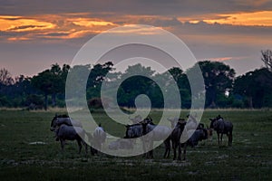 Blue wildebeest, Connochaetes taurinus, in the meadow, big animal in the nature habitat, Botswana, Africa.