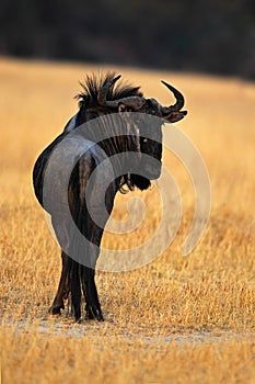 Blue wildebeest, Connochaetes taurinus, in the meadow, big animal in the nature habitat, Botswana, Africa