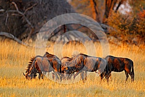 Blue wildebeest, Connochaetes taurinus, in the meadow, big animal in the nature habitat, Botswana, Africa. Herd of Gnu, evening li