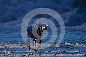 Blue wildebeest, Connochaetes taurinus, on the meadow, big animal in the nature habitat in Botswana, Africa. Wildebeest sunset