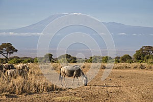 Blue wildebeest, Connochaetes taurinus, with Mount Kilimanjaro in the background.