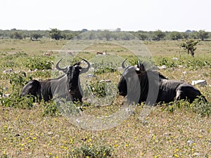 Blue Wildebeest Connochaetes taurinus, pasture, Namibia