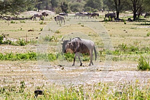 Blue wildebeest Connochaetes taurinus in the plain