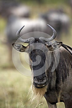 Blue Wildebeest, connochaetes taurinus, Portrait of Adult, Masai Mara Park in Kenya