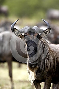 Blue Wildebeest, connochaetes taurinus, Portrait, Masai Mara park in Kenya