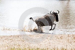 Blue wildebeest Connochaetes taurinus running in the water