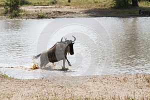 Blue wildebeest Connochaetes taurinus running in the water