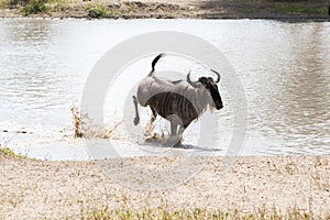 Blue wildebeest Connochaetes taurinus running in the water