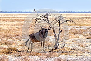 Blue wildebeest (Connochaetes taurinus) seeks protection from the sun, Etosha National Park, Namibia.