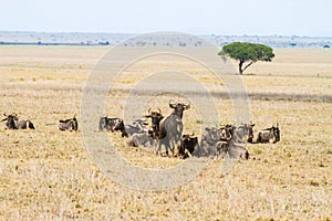 Blue wildebeest Connochaetes taurinus in Serengeti National Park