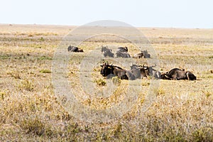 Blue wildebeest Connochaetes taurinus in Serengeti National Park