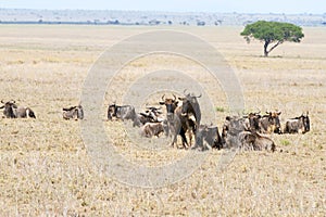 Blue wildebeest Connochaetes taurinus in Serengeti National Park