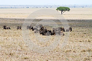 Blue wildebeest Connochaetes taurinus in Serengeti National Park