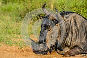 Blue wildebeest, Connochaetes taurinus sitting and relaxing in South Africa game reserve