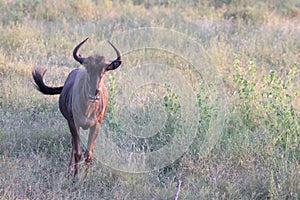 The blue wildebeest (Connochaetes taurinus) in South Afirica photo