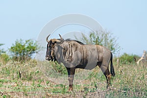 Blue wildebeest (Connochaetes taurinus) in South Africa