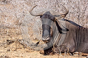 Blue wildebeest & x28;Connochaetes taurinus& x29; in South Africa