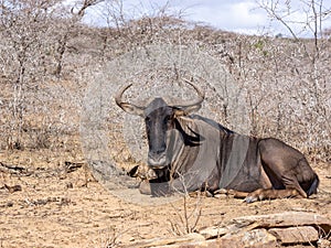 Blue wildebeest (Connochaetes taurinus) in South Africa